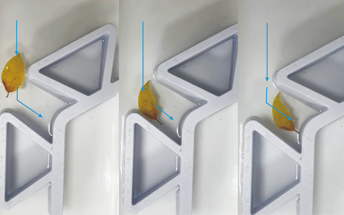 D.F.S Santuario de la Libélula