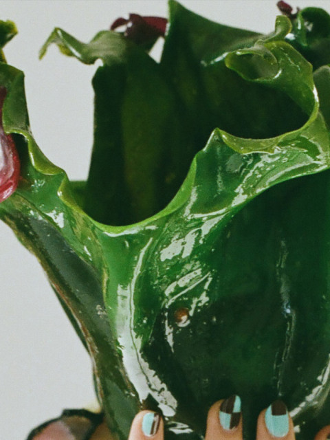 Bioplastic Vessels